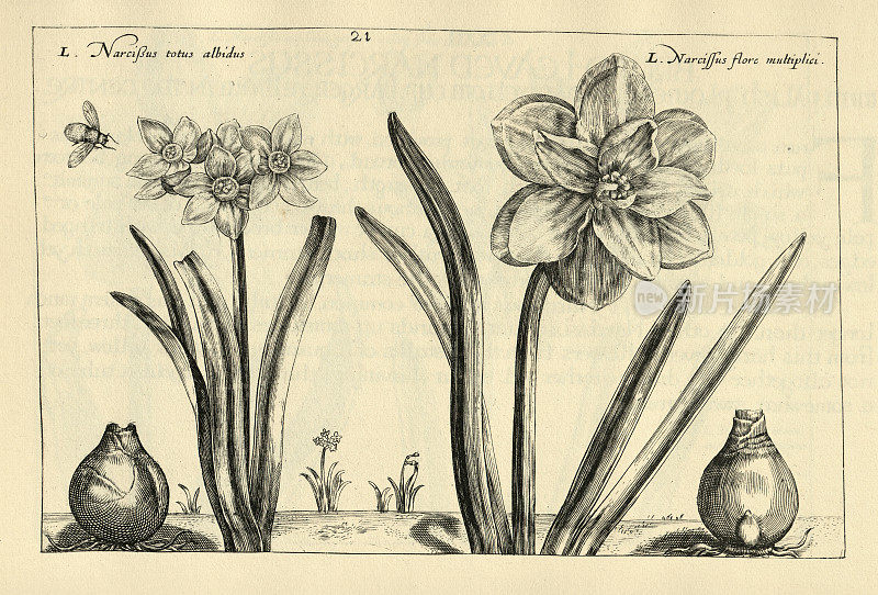 植物艺术版画细长的叶子水仙，水仙花和球茎，来自Hortus Floridus由Crispin de Passe，复古插图，17世纪